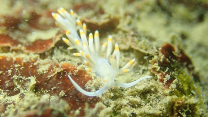 Daya-Bay-sea-slug.jpg