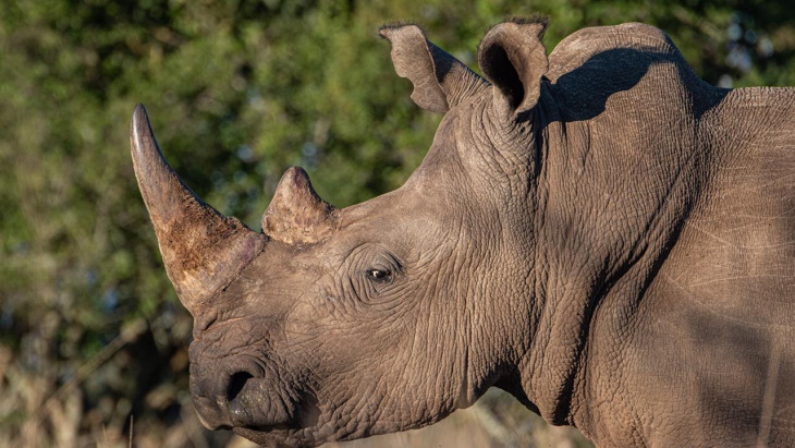 Isotope-based project aims to curb rhino poaching