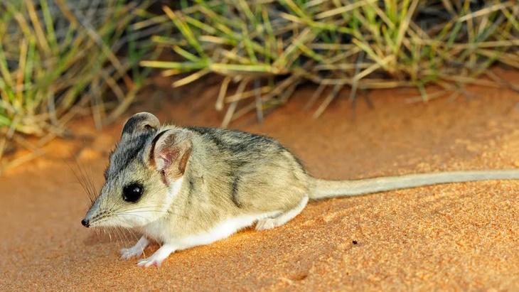Mulga Rock marsupial conservation plan approved