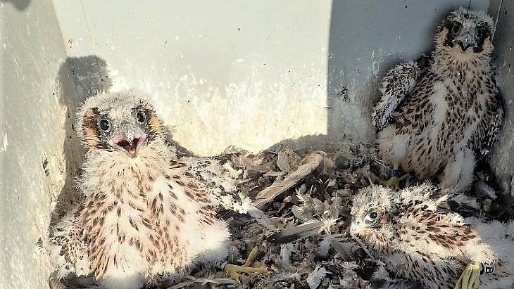 Falcons feeling at home on ČEZ cooling towers