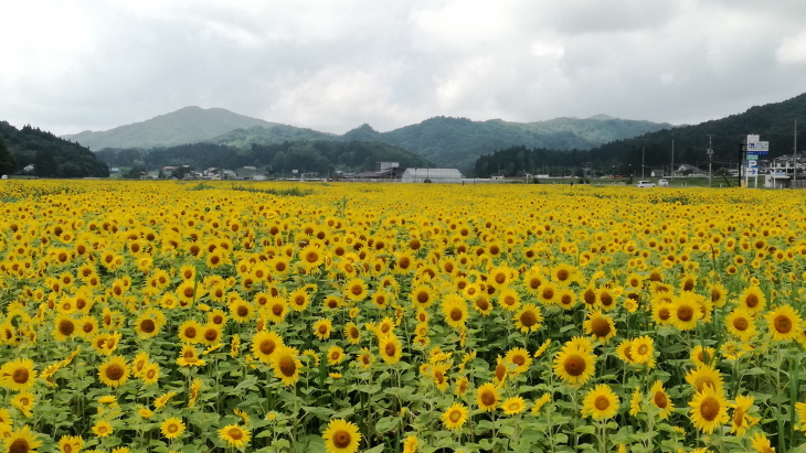 Japan nuclear shutdown&nbsp;did &#39;more harm than good&#39;, study finds