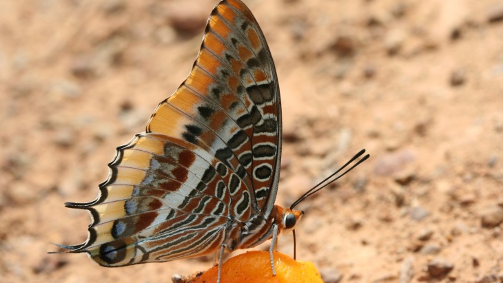 Radiation technique controls&nbsp;tsetse fly numbers in Senegal