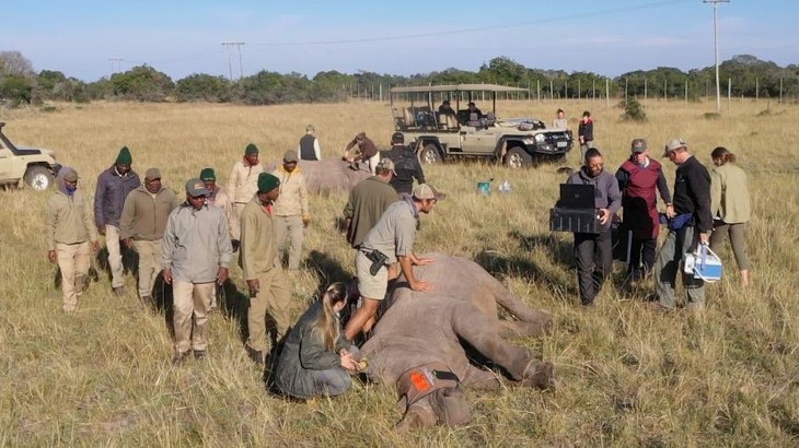 Nuclear science points the way in rhino conservation