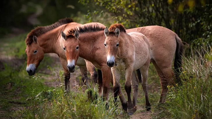 Chernobyl at 40: The unintended benefits for wildlife and science in the exclusion zone
